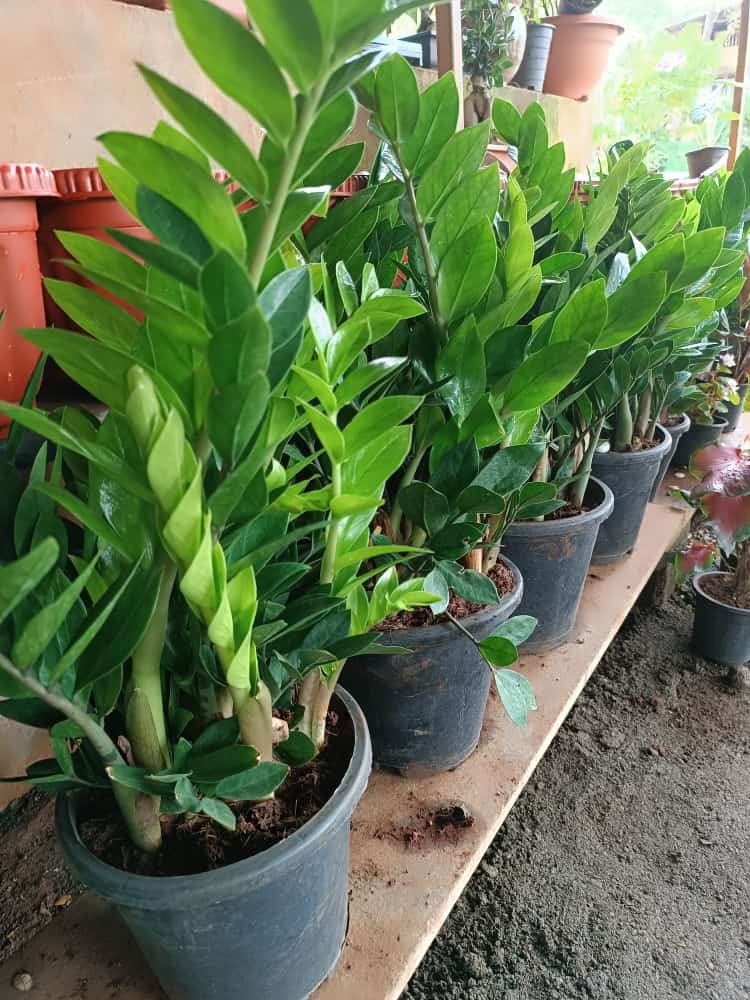 Potted plants ready for delivery