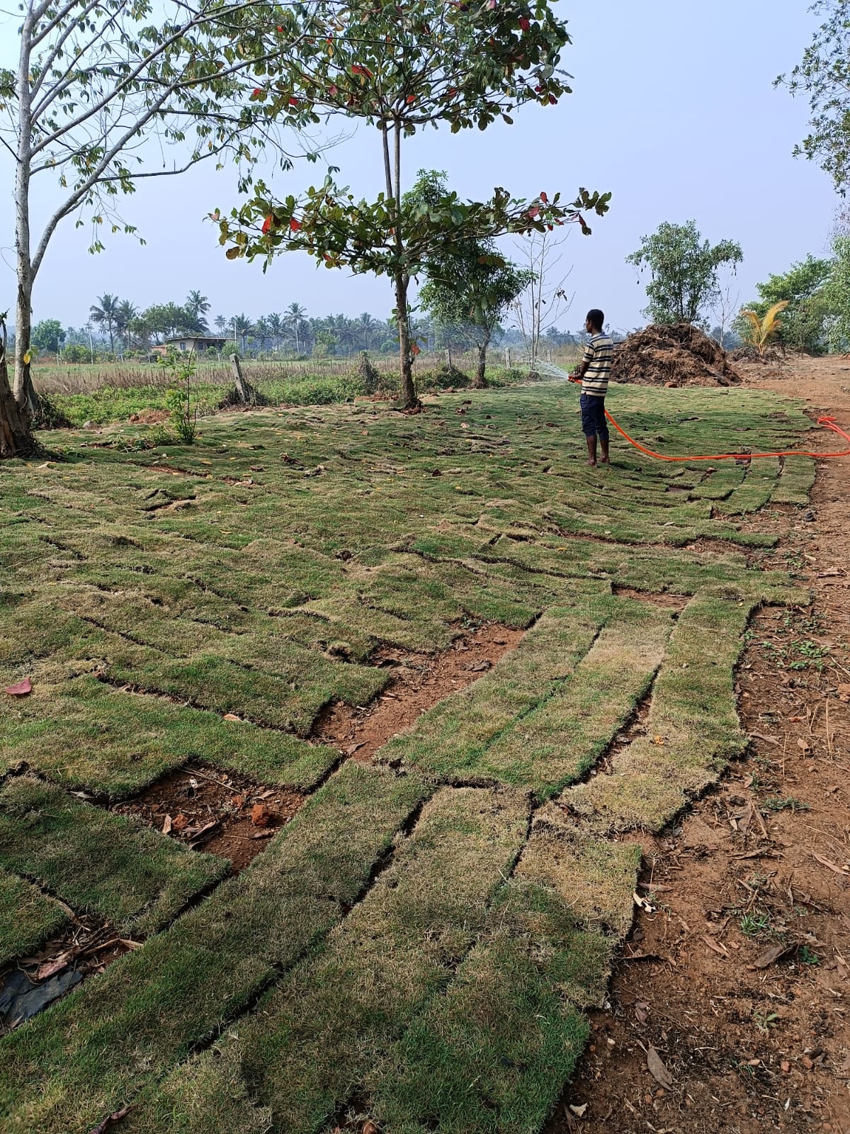 Turf being laid on a landscaping job