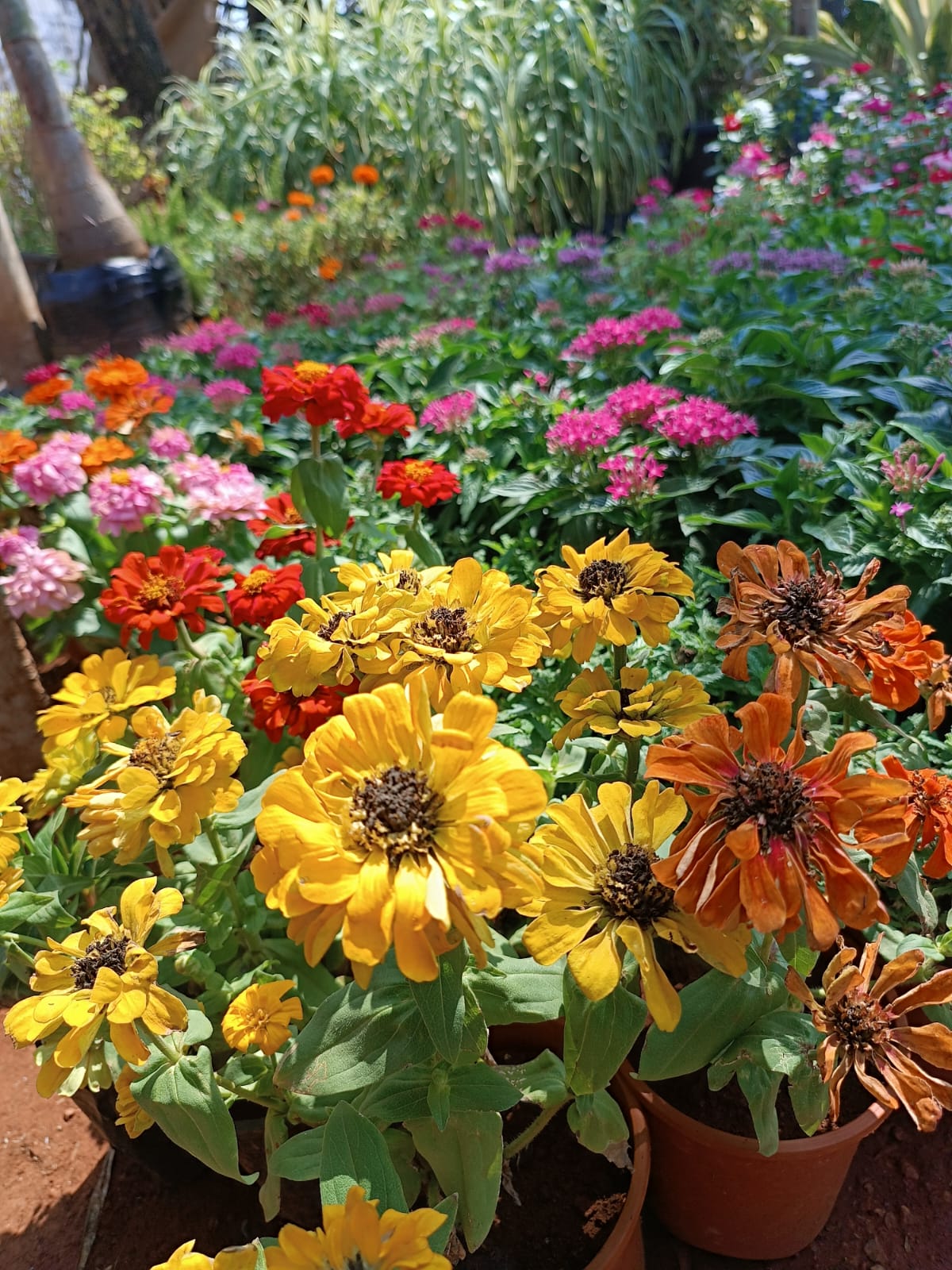 Seasonal flowers in the nursery beds