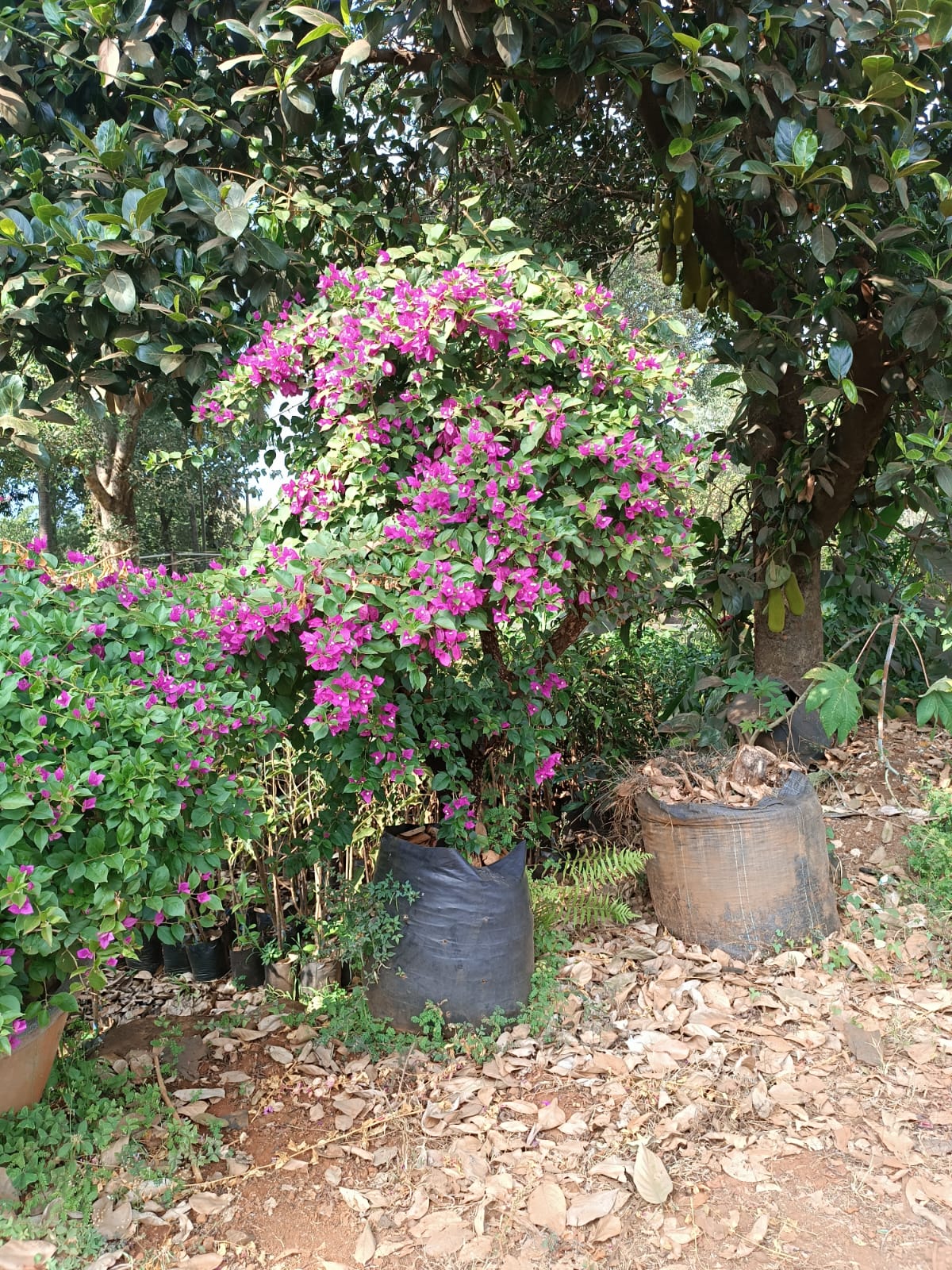 Bougainvillea and potted stock