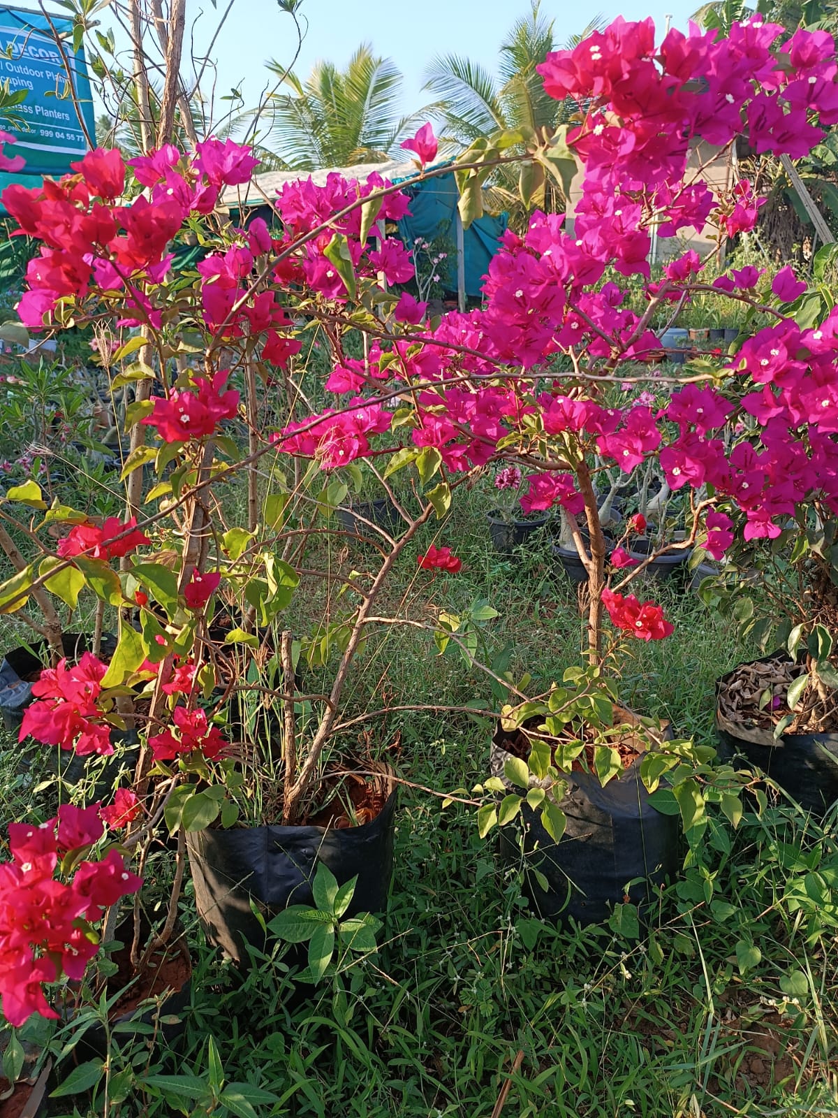Bougainvillea in the growing yard