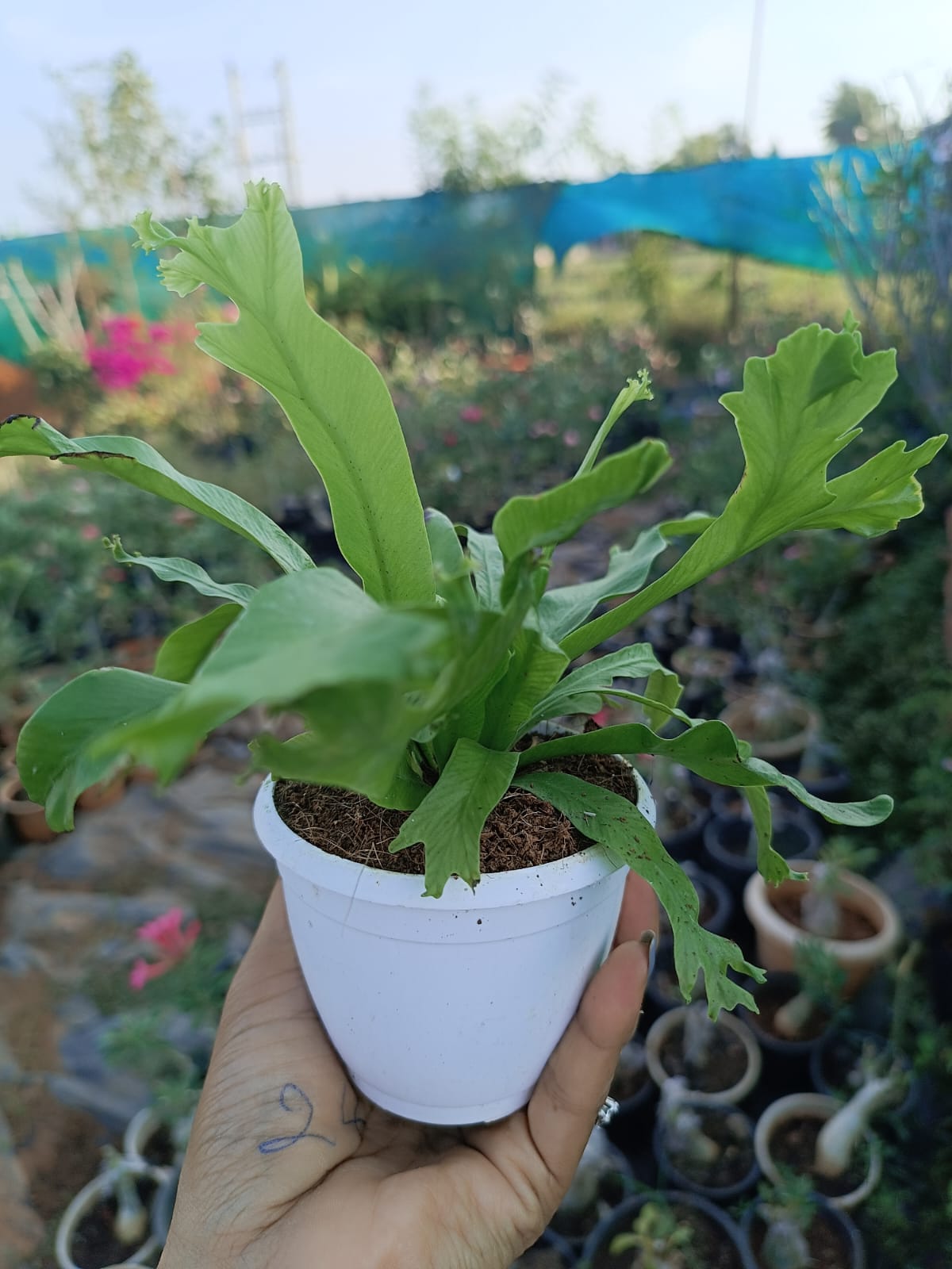 Staghorn fern in a ceramic planter