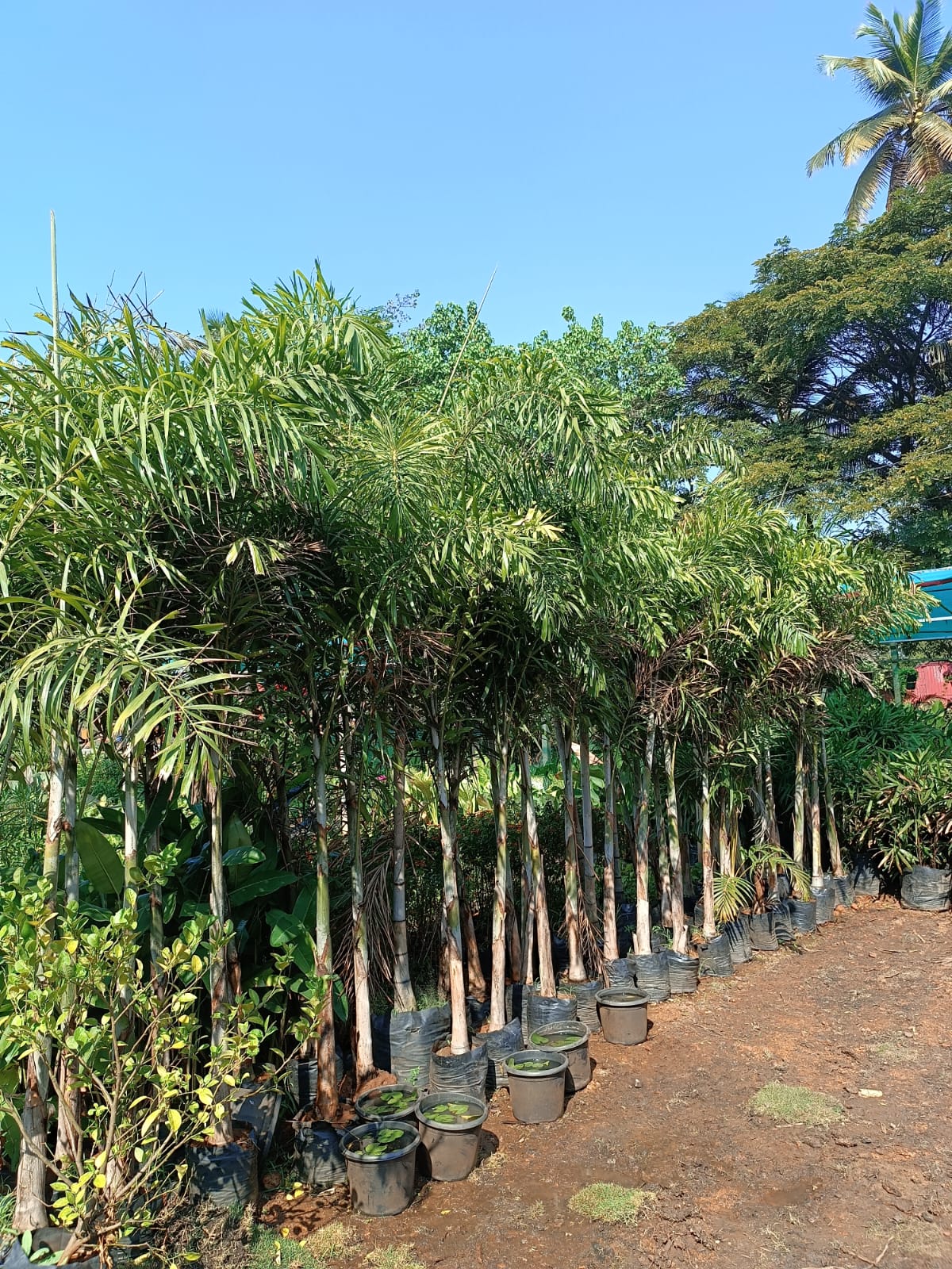 Palms lined up at the nursery